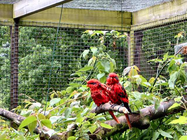 Harewood bird garden